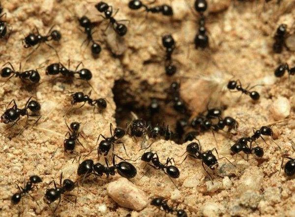 Популярные народные средства уничтожения муравьев