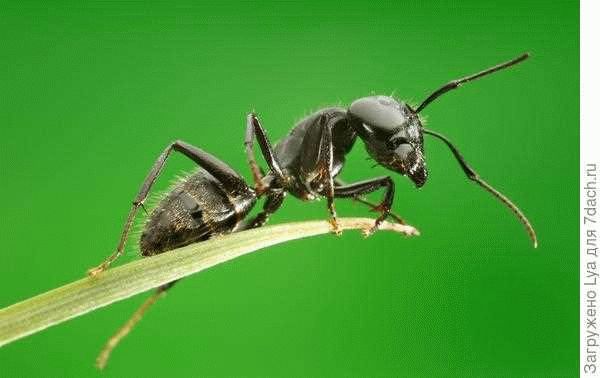 Почему муравьи появляются в комнатных растениях и как с ними бороться?