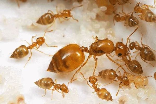 Где обитают муравьи в помещении?