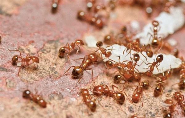 Домашние муравьи: откуда они берутся в квартире и доме