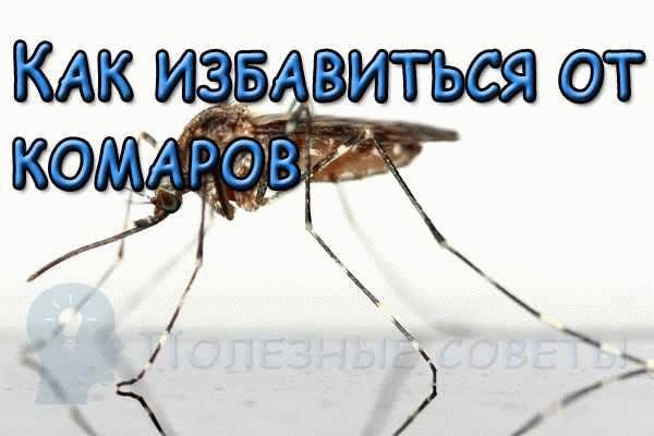 Общие рекомендации для защиты от комаров