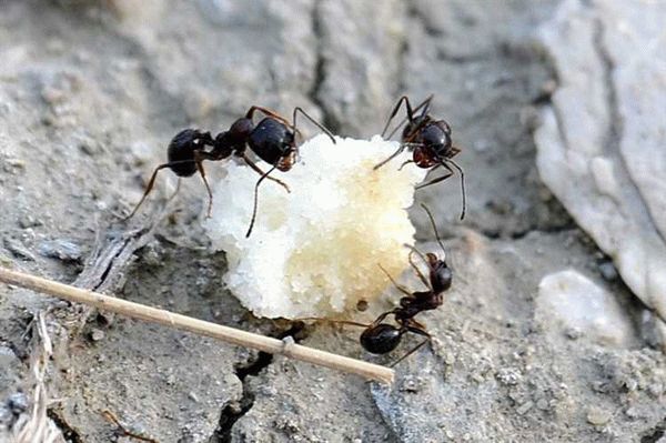 Основные виды муравьев, селящихся в домах