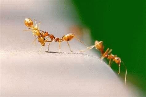Основные причины появления муравьев в частных домах: