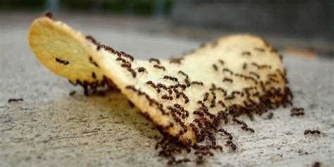 Чем опасны домашние муравьи для человека