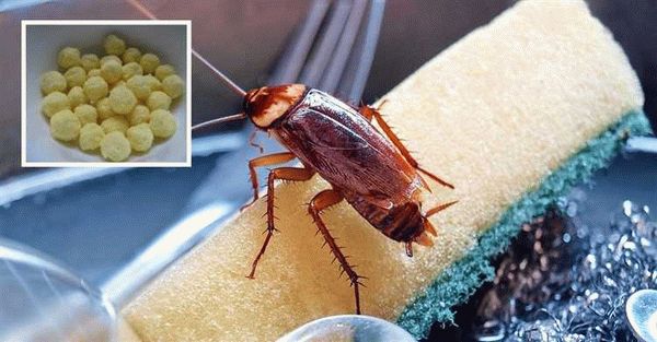 Средства от тараканов на основе химикатов