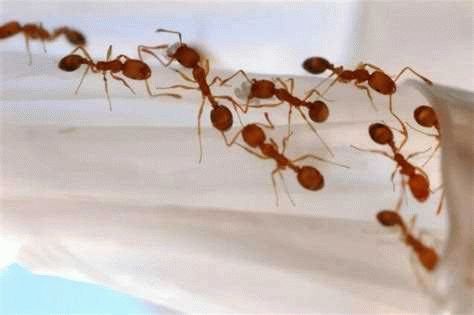 Чем опасны муравьи в доме
