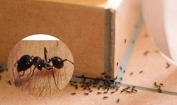 Причины появления муравьёв